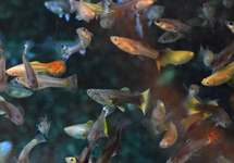 GUPPY ASSORTIS D.N.Z. (FEMELLE)