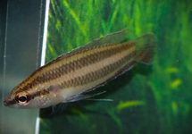 GOURAMI RÉGLISSE  PALUDICOLA