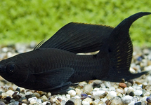 BLACK MOLLY LONGFIN