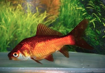 CAR. AURATUS YELLOW/BLACK 7/10