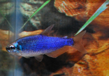 ROYAL TETRA SUPER BLUE