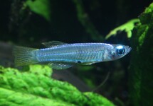 LAMPEYE STIGMATOPYGUS