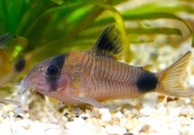 PANDA CORY