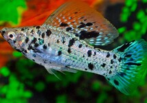 MOLLY VOILE DALMATIEN