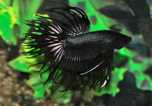 KEMPVIS CROWNTAIL ZWART MAN