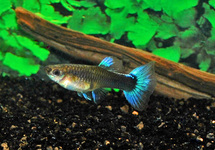 GUPPY NEON BLUE FEMALE