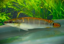 COMPRESSICEPS DWERGSNOEKCICHLIDE