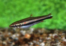 THREE-LINED PENCILFISH