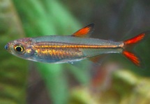 AFRIKAANSE DWERGZALM