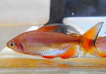 KONGOZALM NIGROPTERUS