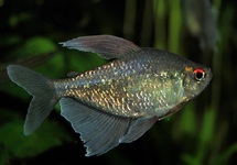 DIAMOND TETRA