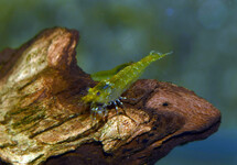 YELLOW KING KONG SHRIMP