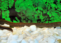 MARBLED SWAMP EEL