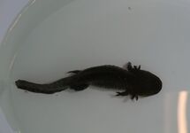 AXOLOTL (MET BESCHADIGDE POTEN)
