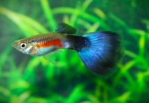 GUP BLUE PARROT MAN