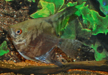 ANGELFISH SMOKEY