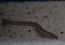 SPAGHETTI EEL