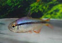 LAPIS TETRA 