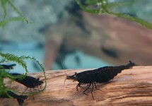 BLACK SHRIMP