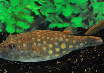 KUGELFISCH ABEI M/L
