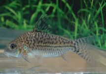 FALSE NETWORK CORY Colombia
