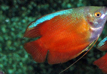 DWARF GOURAMI RED MALE