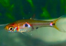 RASBORA NAIN NAEVUS