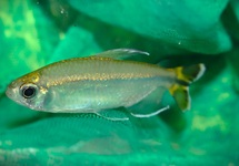 LEFINI CONGO TETRA
