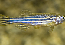 ZEBRAFISH