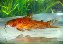 ASPIDORAS C125 RED