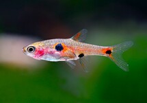 RASBORA NAIN
