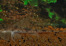 PSEUDOHEMIODON LATICEPS