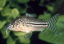 Corydoras