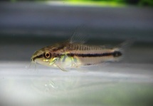 PYGMY CORY