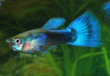 GUPPY TUXEDO BLUE MALE