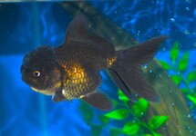 SCHLEIER LÖWENKOPF SCHWARZ