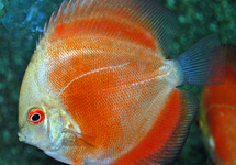 DISCUS MARLBORO RED