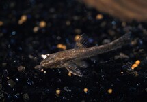 NIGER OTOCINCLUS