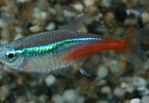 NEONTETRA