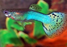 GUPPY BLAU GRASS MANN