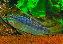 ORTEGAI DWARF CICHLID
