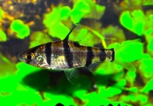 SIX-BANDED BARB