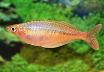 BLEHER'S RAINBOWFISH