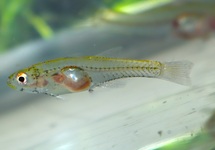 GOBIOPTERUS CHUNO L