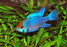 ELECTRIC BLUE RAM CICHLID  