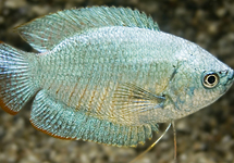 DWARF GOURAMI COBALT MALE