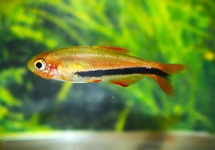 BLACK ARROW TETRA