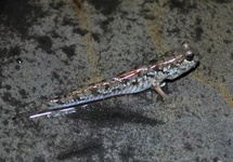 Mudskipper