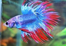 BETTA CROWNTAIL THAI FLAG MALE