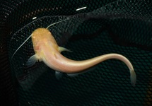 EUROPESE MEERVAL ALBINO